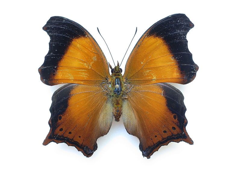 File:Rhinopalpa polynice birmana.jpg