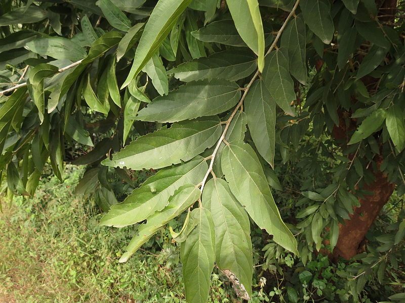 File:Sage-Leaved Alangium 09.JPG