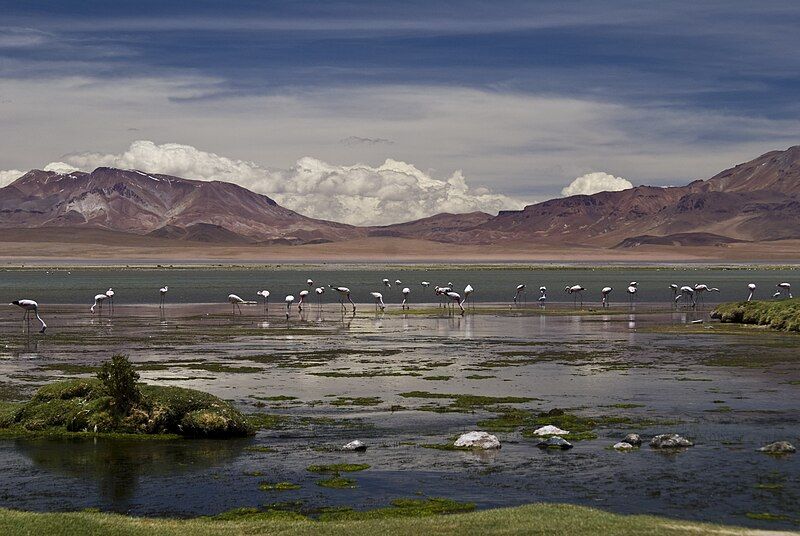 File:Salar de Tara.jpg