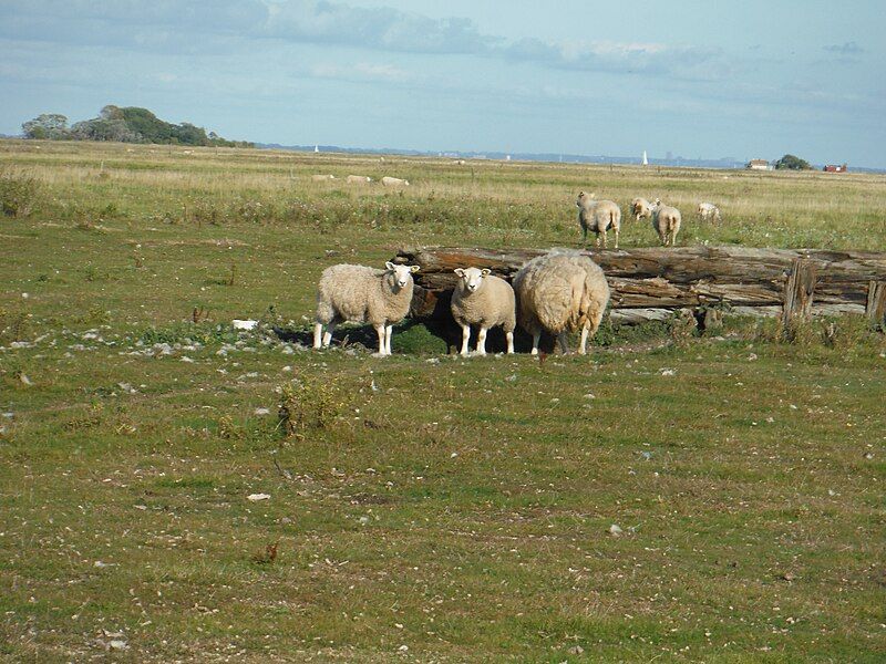 File:SaltholmSheep.jpg