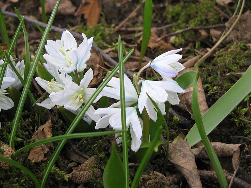 File:Scilla mischtschenkoana001.jpg