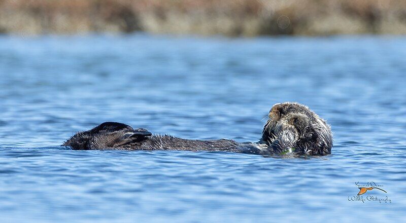 File:Sea otter cleaning.jpg