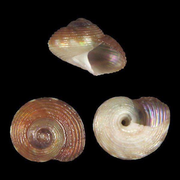 File:Shel Pseudotalopia rainesi.jpg