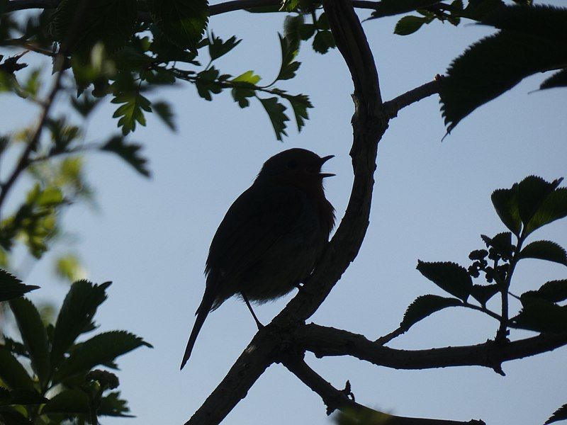 File:Singing Bird.jpg