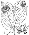 Line drawing showing floral details