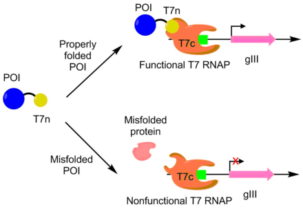 PACE for enhanced soluble expression