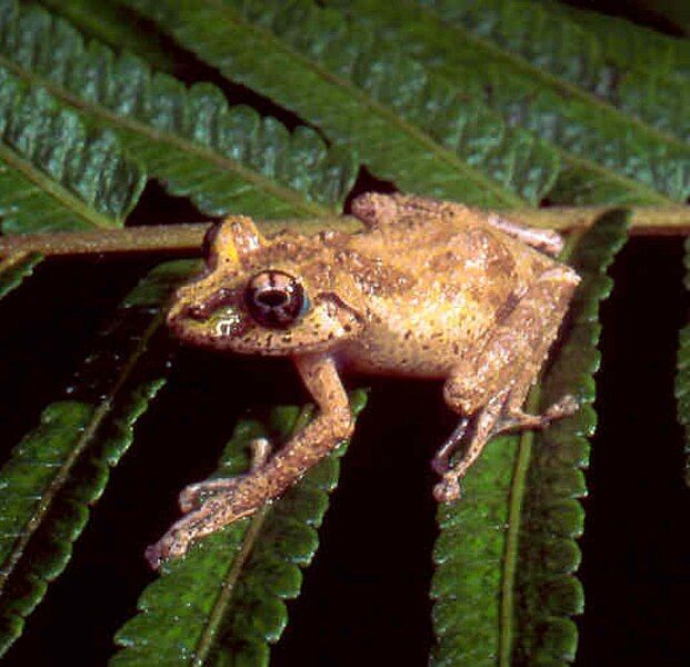 File:Spinomantis fimbriatus01.jpg