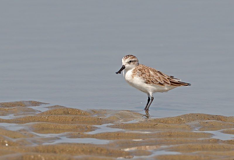 File:Spoon-billed sandpiper.jpg