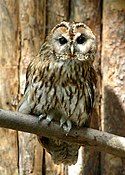 Tawny owl