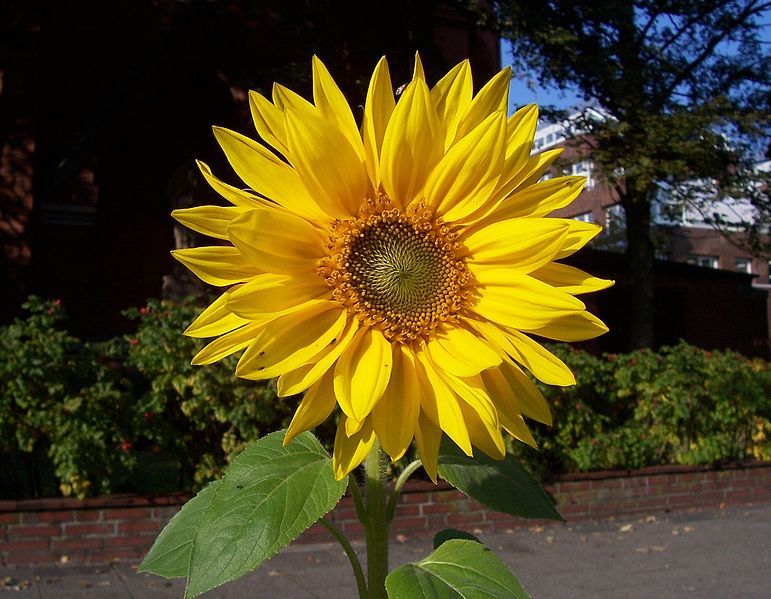 File:Sunflower Blüte.JPG