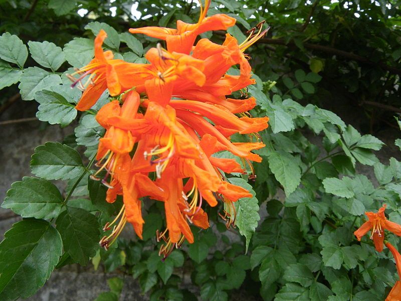 File:Tecomaria capensis HRM1.JPG