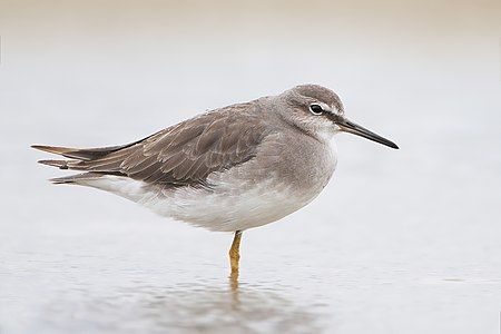 Grey-tailed tattler, by JJ Harrison