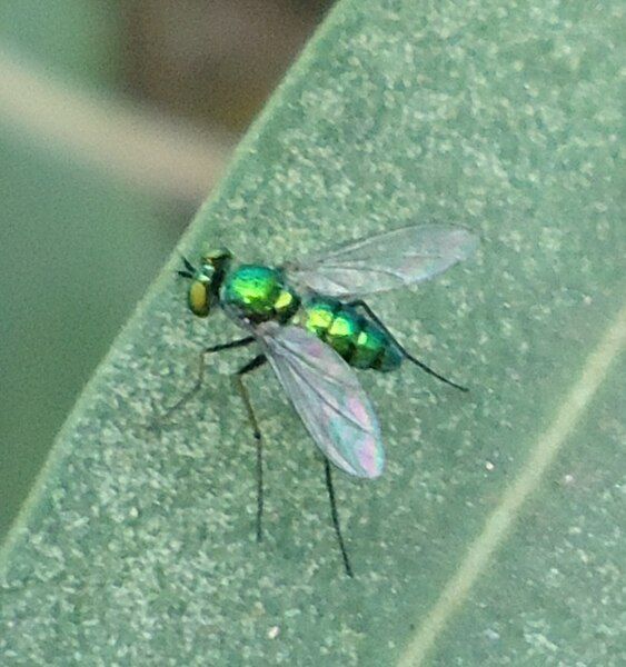 File:Unidentified Dolichopodid Fly.JPG