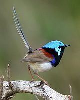 Variegated Fairy-wren, breeding male