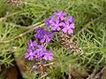 Verbena peruviana