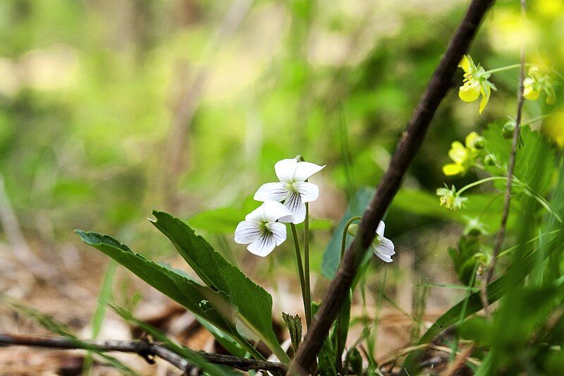 File:Viola patrinii 1.jpg