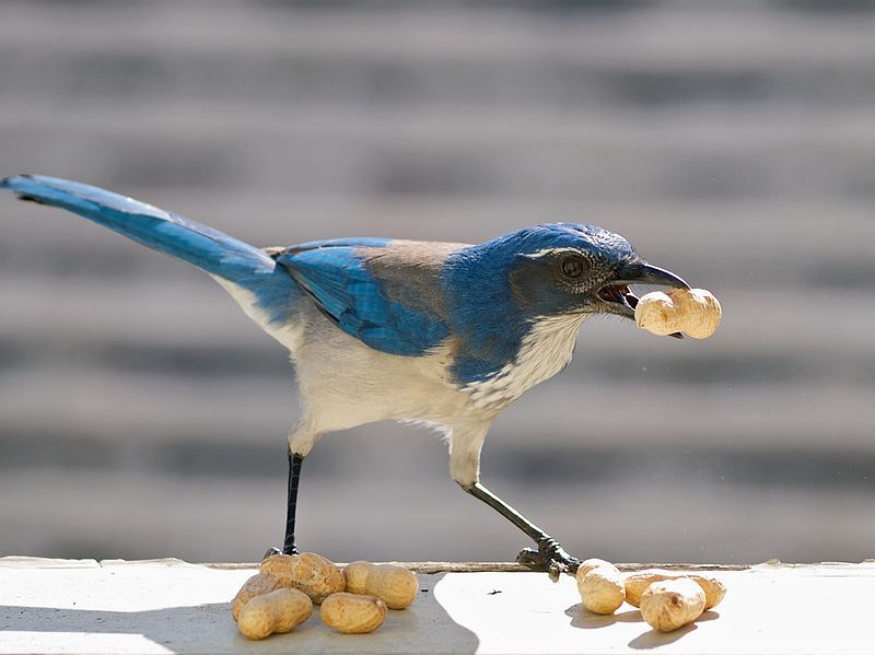 File:Western Scrub Jay.jpg