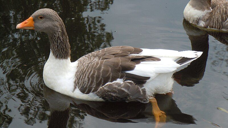 File:Öland goose.JPG