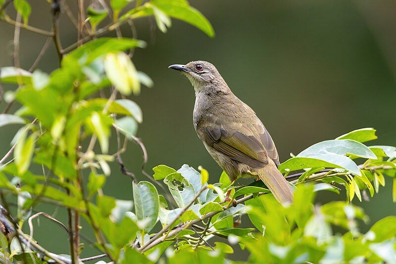 File:0A2A8905 Olive-winged Bulbul.jpg