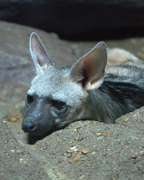 File:Aardwolf02.jpg