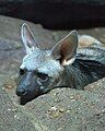 Aardwolf