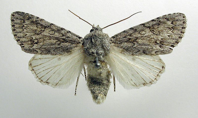 File:Acronicta.aceris.jpg