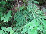 Adiantum viridimontanum growing in a dunite roadcut