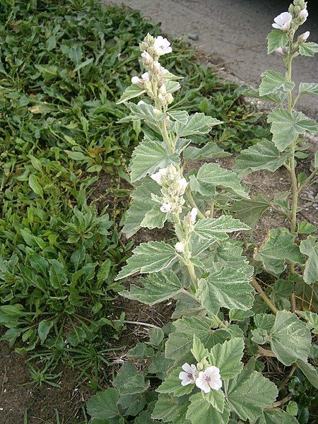 File:Althaea officinalis 01.JPG