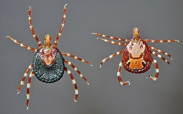 Amblyomma variegatum ixodid ticks, female and male, dorsal.