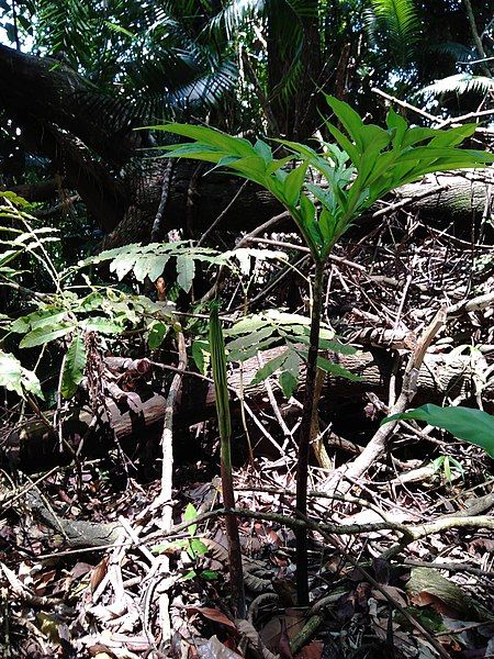 File:Amorphophallus titanium.jpg