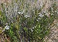 Amsonia tomentosa