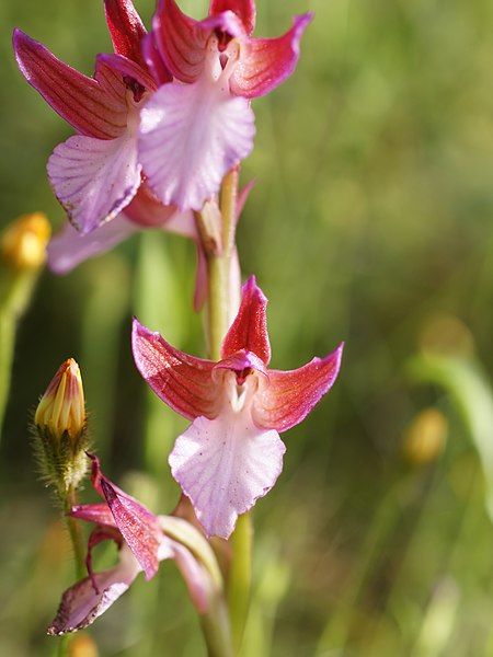 File:Anacamptis papilionacea (flower).jpg