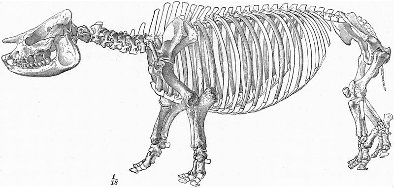 File:Aphelops.jpg