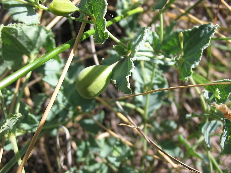 File:Aristolochia pistolochia fruto.jpg