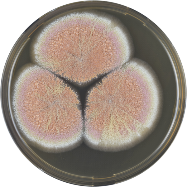 File:Aspergillus neoauricomus meaox.png