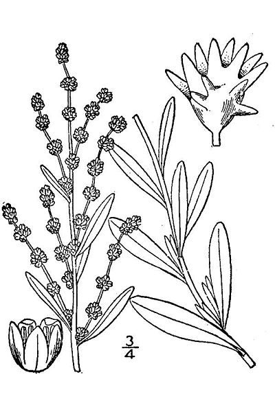 File:Atriplex Nuttalli.jpg