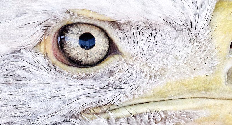 File:Bald Eagle eye.jpg