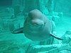 Beluga whale in the arctic tank