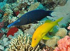 Gomphosus caeruleus swimming with a yellow goatfish