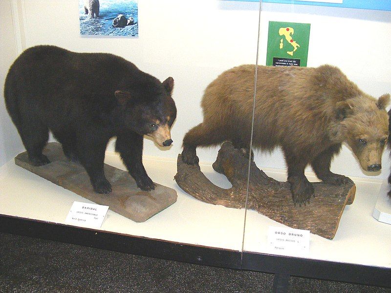 File:Black&brownbears.JPG