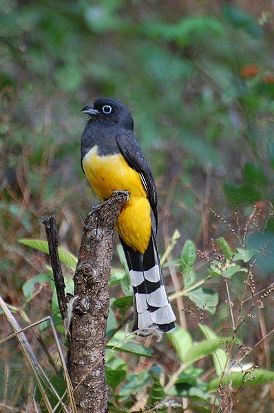 File:Black-headed Trogon-Trogon melanocephalus-Male.jpg