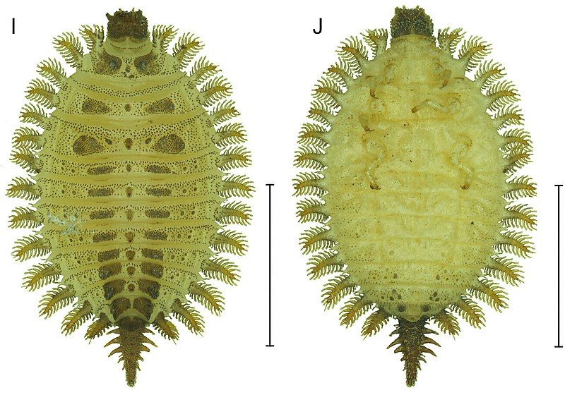 File:Brachypsectra larvae (cropped).jpg