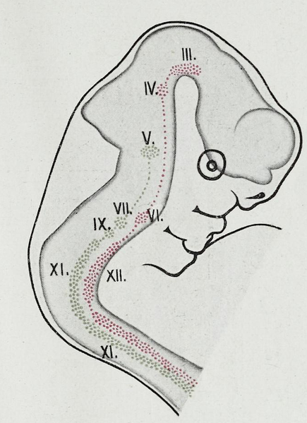 File:Braus 1921 319.png