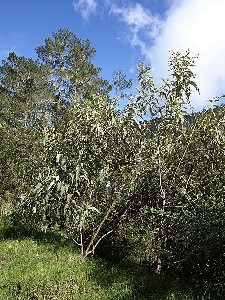 File:Buddleja domingensis.jpg