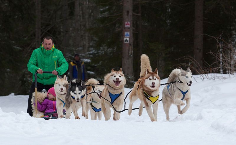 File:Bukovel Haski.jpg