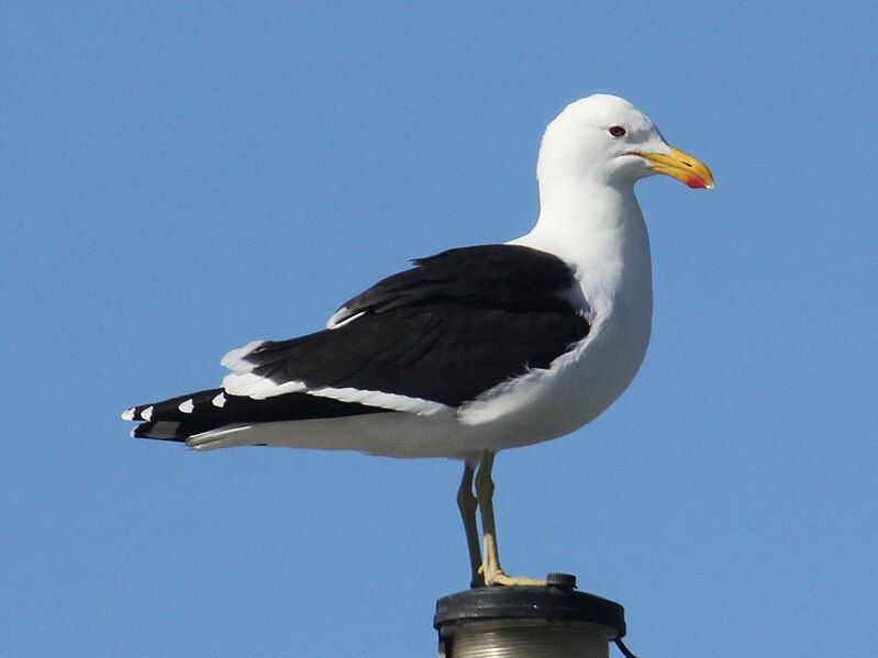 File:Cape Gull RWD.jpg