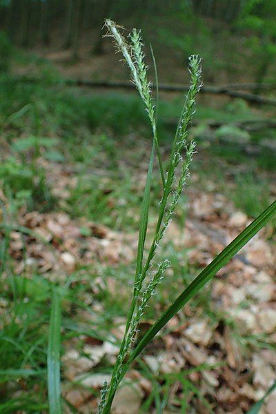 File:Carex strigosa kz05.jpg