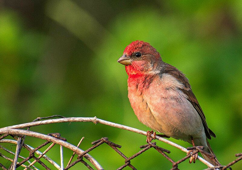 File:Carpodacus erythrinus 284921386.jpg