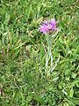 Centaurea uniflora