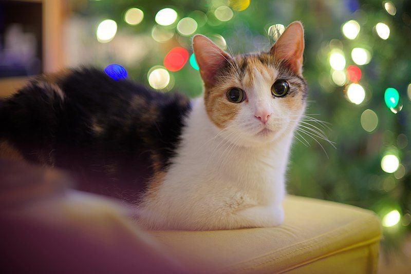 File:Christmas Cat (45320670025).jpg